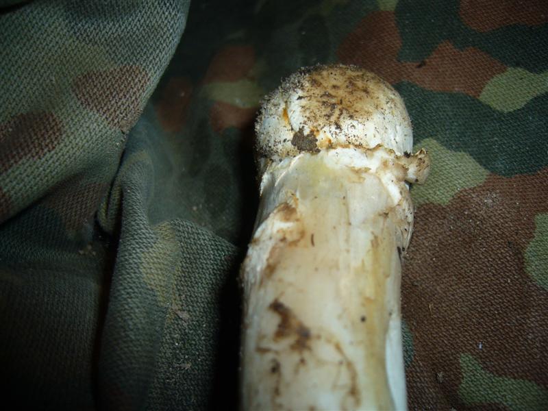 Amanita